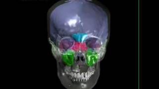 Human skull with brain endocast paranasal sinuses tympanic sinus [upl. by Henigman51]