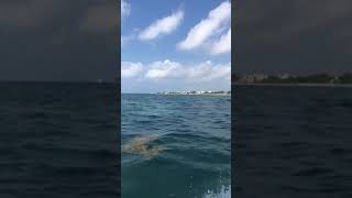 Snorkeling in Cancún México🇲🇽 Pt3 [upl. by Alison]