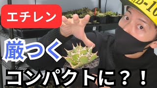 【植物ホルモン】【エチレン】刺激を与えることでエチレンが発生して厳つくコンパクトに育てられるんじゃね？！っていう [upl. by Sidon]