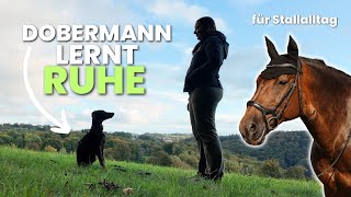 Dobermann JUNGHUND wird zum STALLHUND  Training 1 [upl. by Westmoreland]