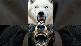 Black Grizzly Bear VS White Animals 🐻💥🐻‍❄️ [upl. by Nomzaj]