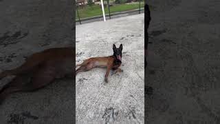 Akıl küpü Malinois  köpekvideoları köpekeğitimi [upl. by Ruyam549]