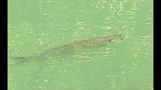 Grass Carp in pond [upl. by Beitnes712]