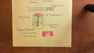 Antimitotic Drugs Part 2 [upl. by Partan]