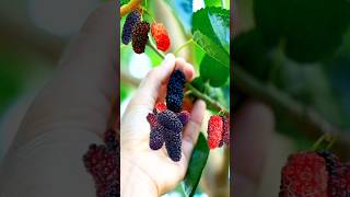 మల్బరీలు Mulberry harvest in terrace garden harvesting agriculture gardening shortvideo shorts [upl. by Ayatnwahs558]