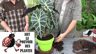 Conseils jardinage Alocasia amazonica Entretien et arrosage Plante verte dintérieur [upl. by Stargell]