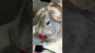 Guinea Pig Loves Tomato [upl. by Nester]