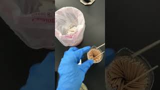 Lab 3 Oxidase Test [upl. by Chilson55]