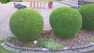 Pruning Thuja occidentalis GlobosaCięcie Tui Żywotnik zachodni Globosa [upl. by Herahab]