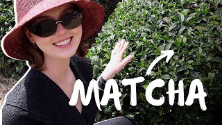 What makes Matcha special I traveled to Japan to find out [upl. by Corley271]