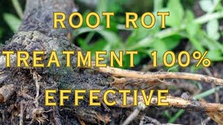 100  root rot effective treatment [upl. by Annaeg244]