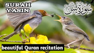 surah yasin  سورۃ یٰس   surah yaseen beautiful Quran recitation [upl. by Kirsch]