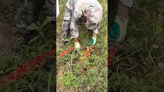 Harvesting fresh prunus humilis process farming [upl. by Steinway448]