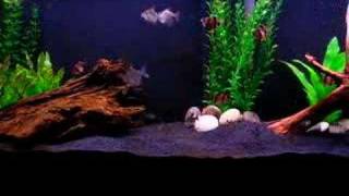 55 Gallon Fish Tank Community [upl. by Atinod584]