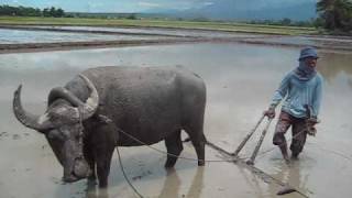 plowing rice fields with carabao [upl. by Gabie721]