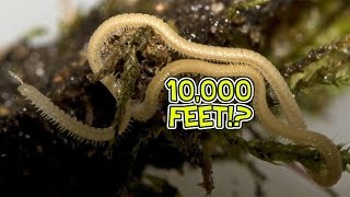 A Multitude of Myriapods  HowFascinating ep14 [upl. by Safire666]