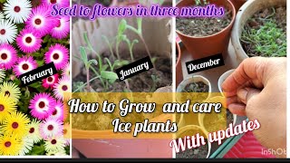 ice plant growing and care in pots winterflower gardening terracegarden flowers vlog1 [upl. by Aiclid658]