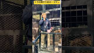 【ノースサファリサッポロ】⑤超危険なトラの餌やり体験前の一コマ🐅 非日常体験🐯 北海道札幌市✨ shorts ninjya ノースサファリサッポロ 札幌市 スティーブ トレーシー [upl. by Odnalro]