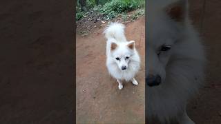 Dog respect mahadeva song love youtube shorts [upl. by Gunther]