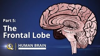 Frontal Lobe  Human Brain Series  Part 5 [upl. by Egidius]