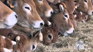 Réalisation Films Vidéo Elevage Bovin race viande Parthenaise Vaches stabulation [upl. by Renba612]