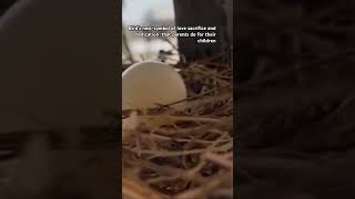 Birds nestparenthood birdsnest subscribe pleasesubscribe birds birdswatching momdad love [upl. by Isahella]