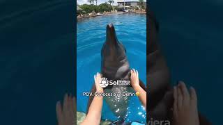 Nado con delfines solrivieracancun delfines cancun Dolphinaris diversion familia vacaciones [upl. by Laohcin799]