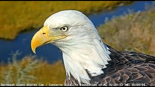 10924Male BE flying lands on piling with his fish Female D72 on the nest Banded in 2013 in NJ [upl. by Nylirem]