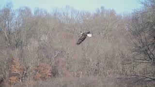 Eagle Flight [upl. by Henig416]