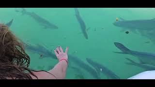 Feeding Tarpon in Belize [upl. by Giffard]