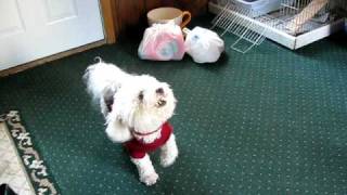 Bichon Frise quotMickeyquot Barking [upl. by Tirzah]