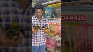 Sun￼ corner transport in ￼ Guntur 8688044426 tamed birds pets trending shorts pets 🦢🦜🕊️￼ [upl. by Neda]