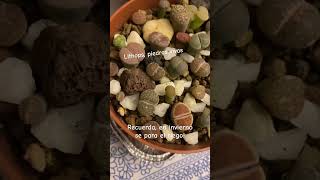 Lithoppiedra viva 🫶lithops cactus suculentas piedrasvivas stone plantsmakepeoplehappy [upl. by Launce924]