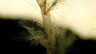 colonial freshwater Bryozoan [upl. by Reffinnej978]