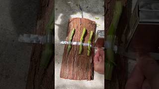 Really usefull techniques grafting dendrobium plant on wood short [upl. by Esilana35]