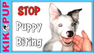 Stop puppy biting with handling games [upl. by Xineohp]