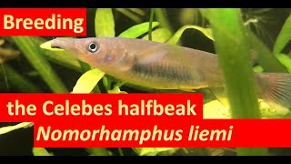 Breeding the halfbeak Nomorhamphus liemi [upl. by Doralin]