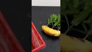 How to propagate Ixora flowers by cuttings  Ixora plant careShorts [upl. by Nnairek269]