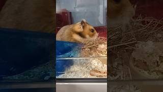 Hamster in my local Pet Shop Shorts [upl. by Indnahc480]