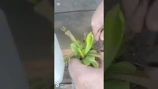 Fly trap repotting [upl. by Amsab]