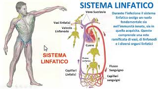 IL SISTEMA LINFATICO [upl. by Fablan]