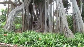 16052014 Botanic Garden Tenerife La Orotava [upl. by Kippar]