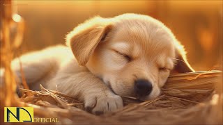 20 HOURS of Dog Calming Music For Dogs🎵🐶Separation Anxiety Relief Music🎵💖dog relaxation🎵 NadanMusic [upl. by Crowe]