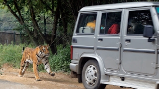 National Park tiger attack Bannerghatta in Bengaluru [upl. by Adnilg169]