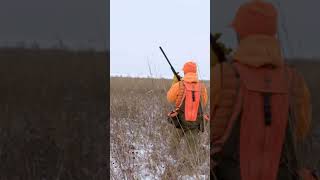 The Flush Season 13 Episode 8 Teaser  Iowa Pheasant Roadtrip hunting pheasant iowa birddog [upl. by Siramay]