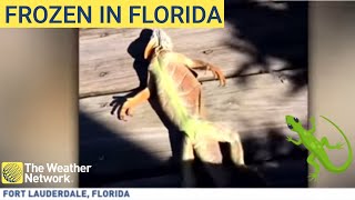 Frozen iguanas are falling from trees in Florida due to weather bomb [upl. by Brittni]