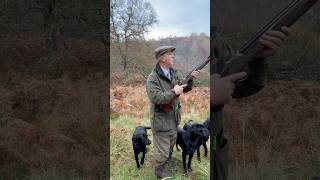 Driven Shooting with Labrador Retriever Gundogs pegdog shotgun shooting [upl. by Letisha]