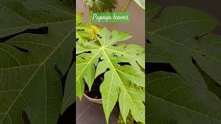 Papaya leaves have many health benefits plant papaya plateletcount homegarden bloodpressure [upl. by Lull643]