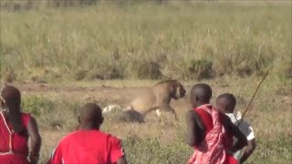 Lion vs Maasai Amboseli National Park Safari Kenya 2015 [upl. by Madanhoj]