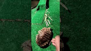 Red eard slider are amazing pets reptiles [upl. by Tumer471]